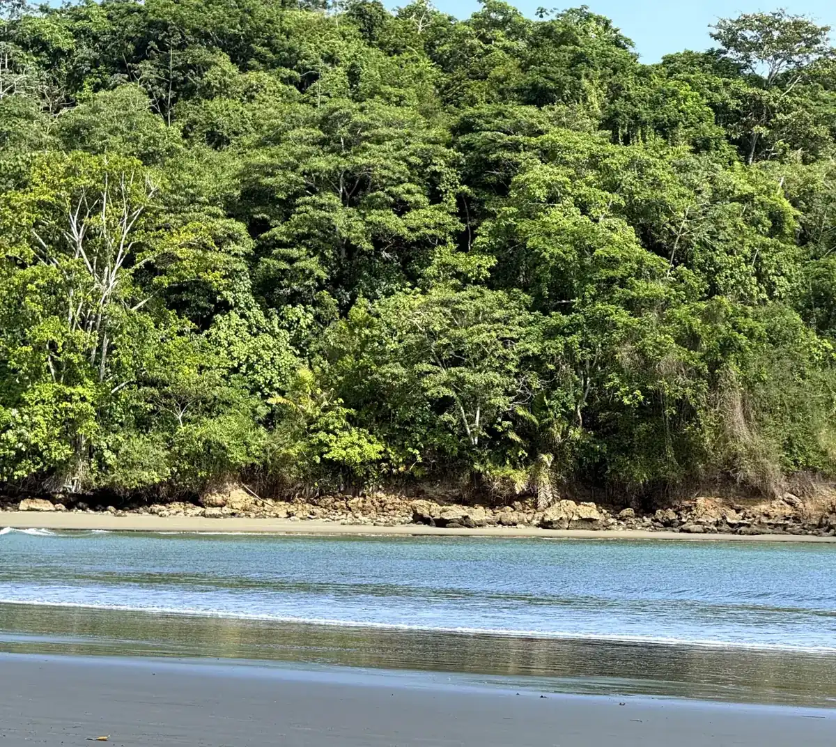 Bosque húmedo junto al mar en la costa de Ecuador