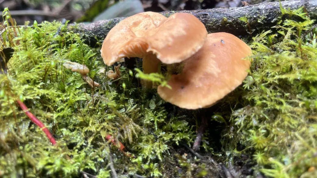 Dos hongos anaranjados entre musgo húmedo en el bosque de Oyacachi