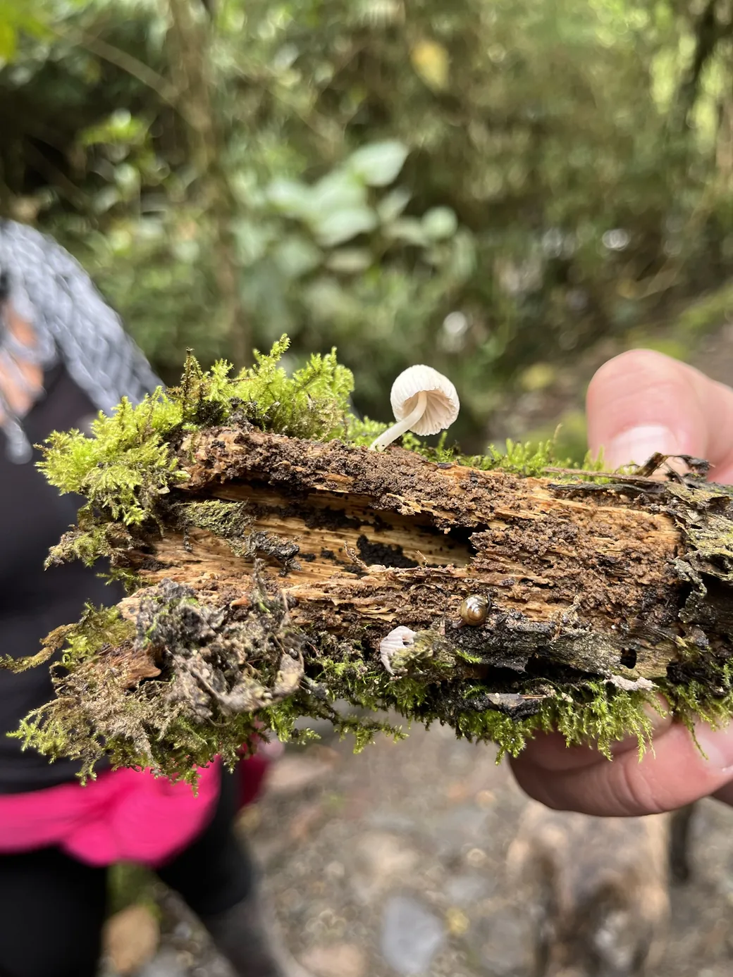Hongo blanco de sombrero acampanado sobre madera en descomposición con musgo y un pequeño caracol.