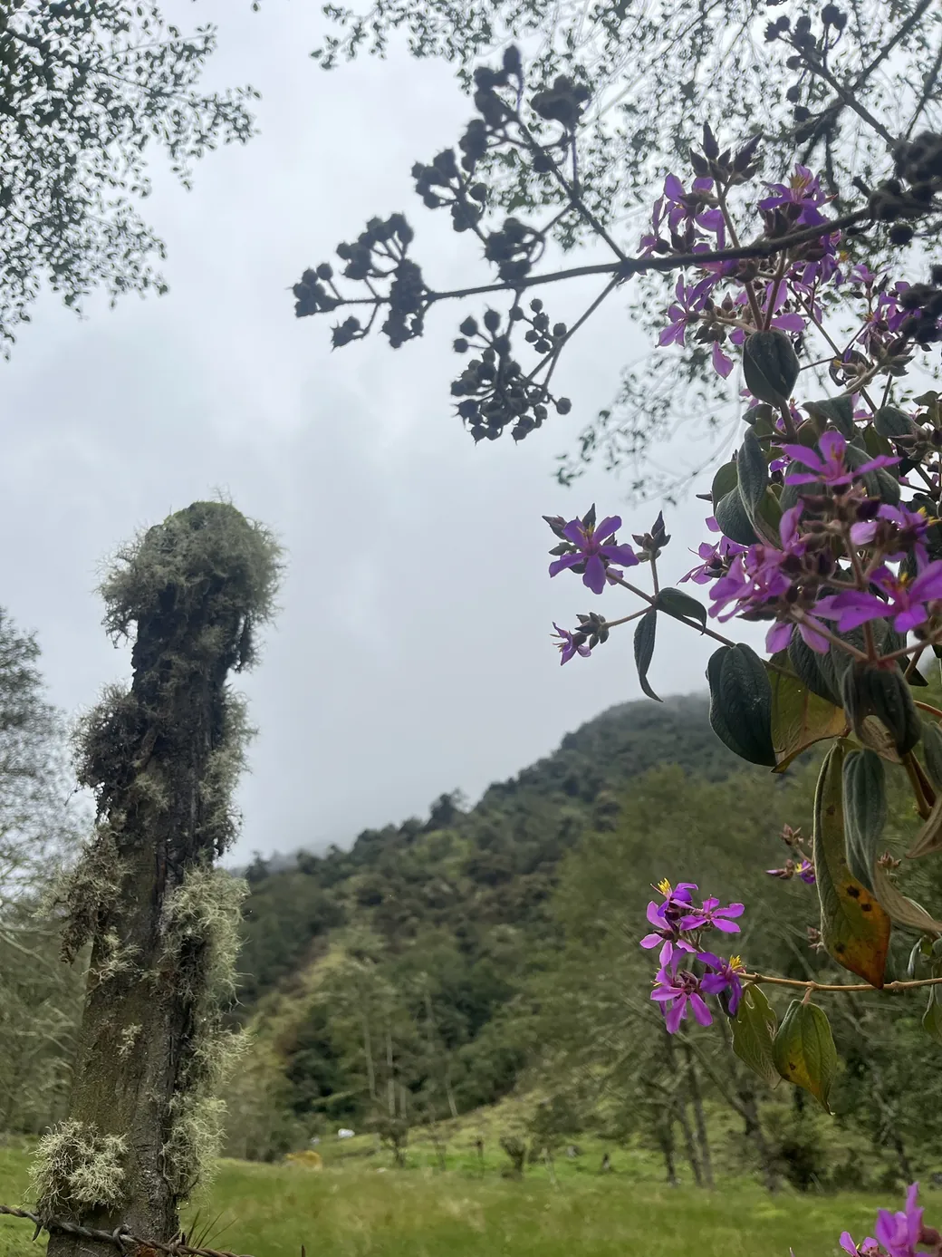 Árbol cubierto de musgo y flores moradas frente a la montaña con neblina, en Oyacachi.